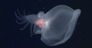 Translucent deep-sea octopus, known as a Dumbo octopus, glides through the dark ocean. Its fin-like ears and tentacles are visible, along with a faintly glowing internal light near its center.