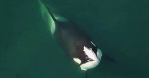 Overhead view of an orca swimming in dark green water. The orca's distinctive black and white markings are visible, and its dorsal fin is partially submerged.