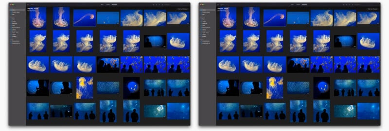 A split-screen view of two digital photo galleries featuring multiple images of jellyfish in an aquarium. Each gallery shows thumbnails of jellyfish in various positions and lighting against blue backgrounds. Silhouettes of onlookers are visible in some images.