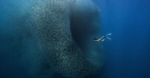 A diver swims near a massive, swirling school of fish in deep blue ocean water. The fish form a dense, moving formation, creating intricate patterns and shadows in the water. The diver is positioned to the right of the school, fins visible.