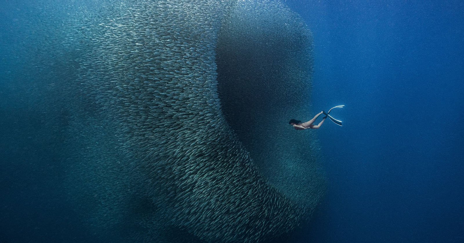 A diver swims near a massive, swirling school of fish in deep blue ocean water. The fish form a dense, moving formation, creating intricate patterns and shadows in the water. The diver is positioned to the right of the school, fins visible.