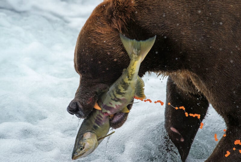 A brown bear grips a large fish in its mouth while standing in churning water. Bright orange fish eggs spill from the fish's body, contrasting with the icy blue water.