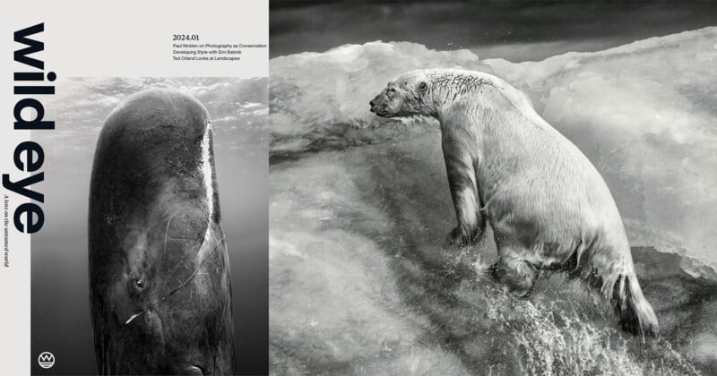 A black and white image of a whale and a polar bear. The whale is on the left side and diving in water. The polar bear on the right is climbing onto an ice floe. Text reads "wild eye" and mentions a photography prize for conservation.