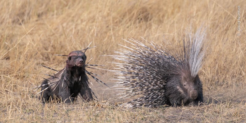 A Cape porcupine with its quills fully fanned stands beside a baby porcupine in dry grasslands. The adult's quills are strikingly long and patterned in black and white, while the baby has shorter, sparser quills.