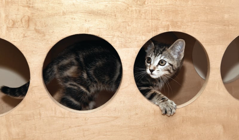 A curious tabby kitten peeks out from one of three circular holes in a wooden play structure. The kitten's paw rests on the edge of the opening, and its body is partially inside another hole.