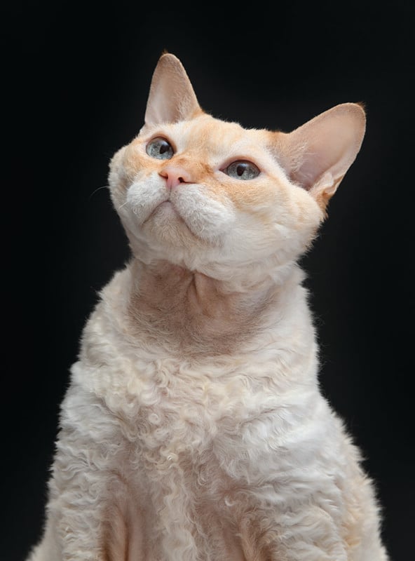 A fluffy, curly-haired cat with cream and orange fur looks upward against a black background. Its ears are perked, and its expression is curious.