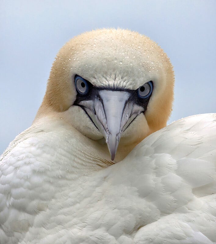 Close-up of a Northern Gannet with sharp blue eyes staring directly at the camera. Its creamy white plumage and pale yellow head stand out against a soft gray background. Raindrops are visible on its feathers.