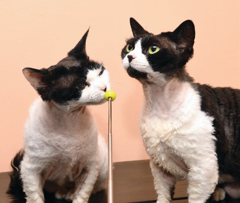 Two curly-haired cats, one sniffing a green ball at the end of a stick, the other sitting calmly, both with green eyes, against a soft pink background.