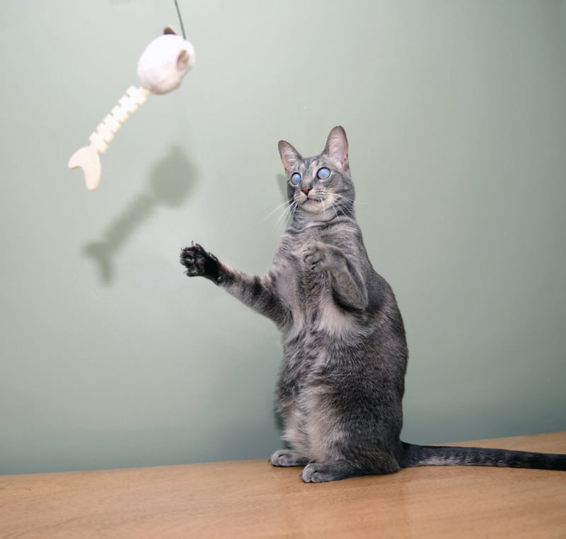 A gray cat is playfully reaching up with its front paws towards a fish-shaped toy hanging in the air. The cat is on a wooden surface, and the background is a solid light green wall.