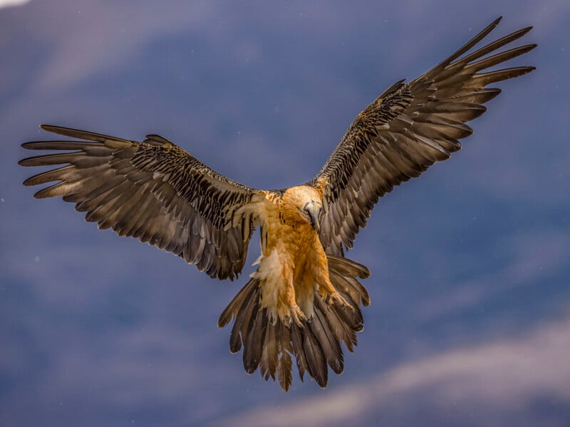 An eagle with outstretched wings soars against a blurred mountainous background, its feathers spread wide in flight.