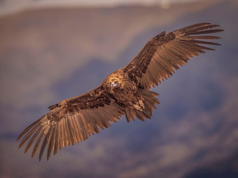 A majestic golden eagle soars through the sky with its wings fully spread, against a blurred mountainous background. Its sharp gaze and powerful posture emphasize its grace and strength.