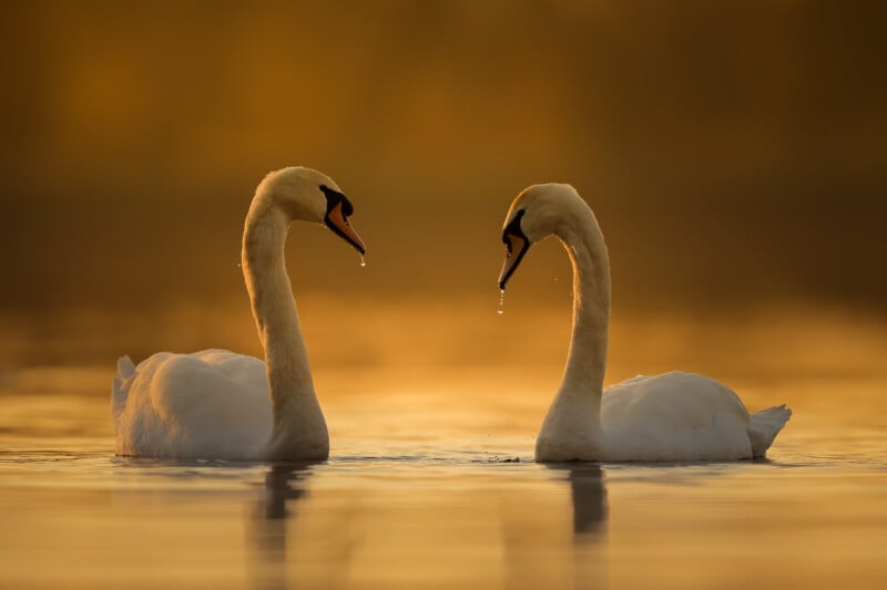 Two swans face each other on a calm lake during sunset, creating silhouettes against a golden background. The water lightly reflects the warm hues, and droplets of water fall from the swans' beaks, enhancing the serene atmosphere.