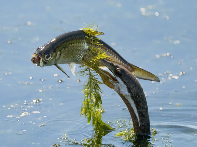 A bird emerges from the water with a fish in its beak, surrounded by green aquatic plants. The fish, slightly airborne, is caught mid-motion, highlighting the bird's successful catch and the vibrant, natural habitat.