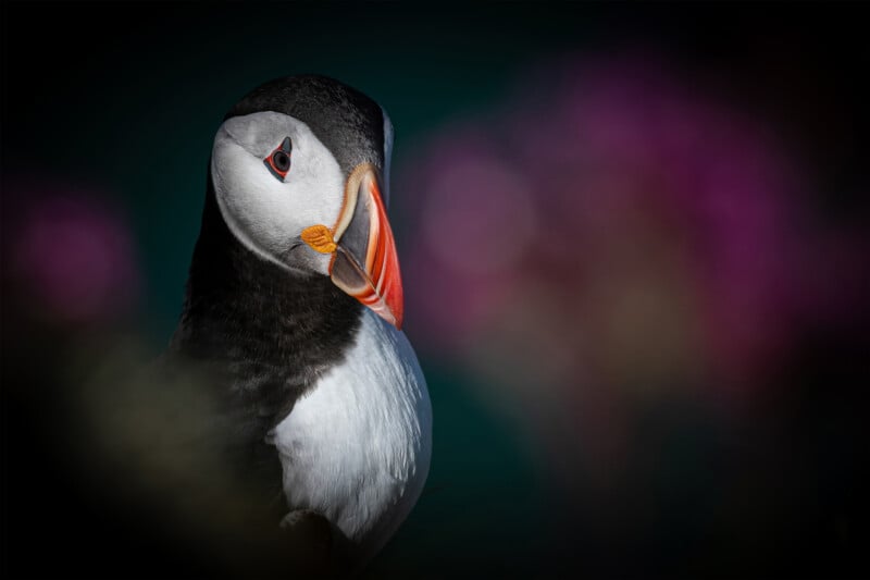 A close-up of a puffin with a vibrant orange and black beak, set against a soft-focus background of dark green and pink hues, giving the image a gentle, dreamy atmosphere.