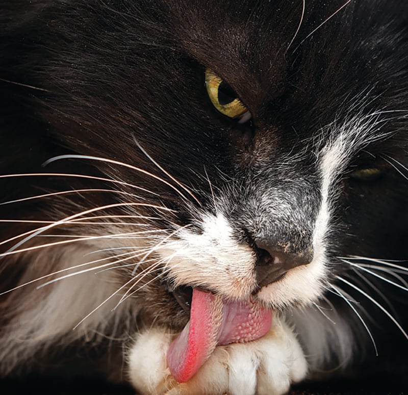 Close-up of a black and white cat with bright green eyes grooming itself, showing its pink tongue extended as it licks its paw. The cat's whiskers are prominent against its dark fur.