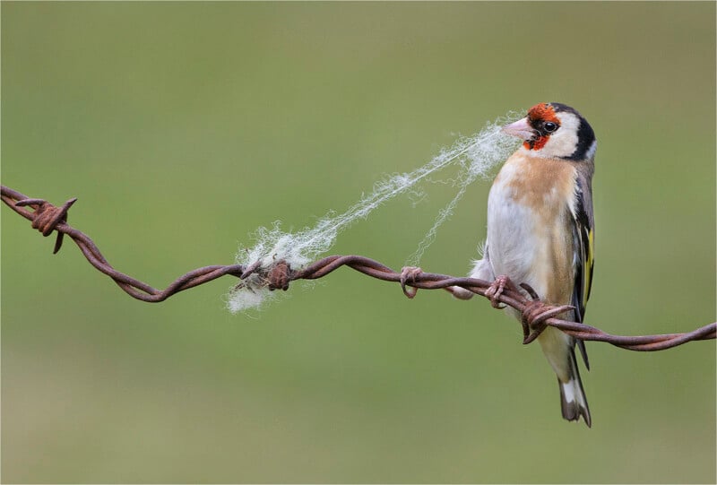 A small bird with bright plumage delicately perches on rusty barbed wire, pulling strands of fluffy material, likely for nesting, against a blurred green background.