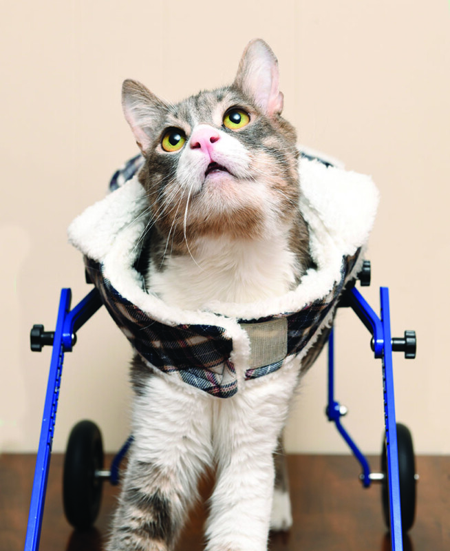 A gray and white cat with a fluffy coat is using a blue wheelchair for support. The cat is looking upwards, wearing a plaid harness. The wheels are visible, indicating mobility assistance. The background is a neutral color.