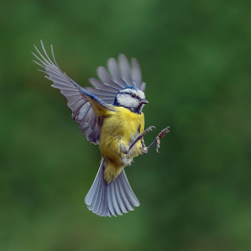 A blue tit in mid-flight with its wings spread wide and feet extended, set against a blurred green background.