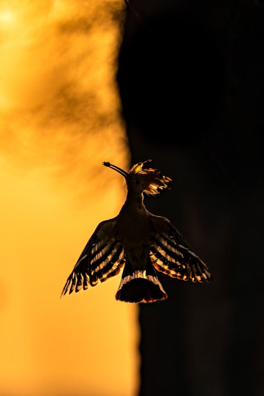 A bird with outstretched wings silhouetted against a golden sunset sky, holding a small object in its beak.