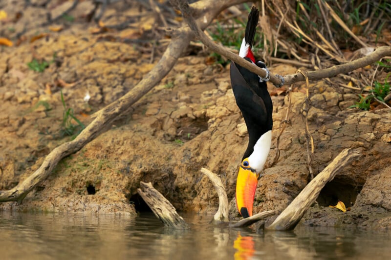 A toucan with a vibrant orange beak is hanging upside down from a branch over a body of water, appearing to drink. Its black and white plumage contrasts with the earthy, brown background of branches and soil.