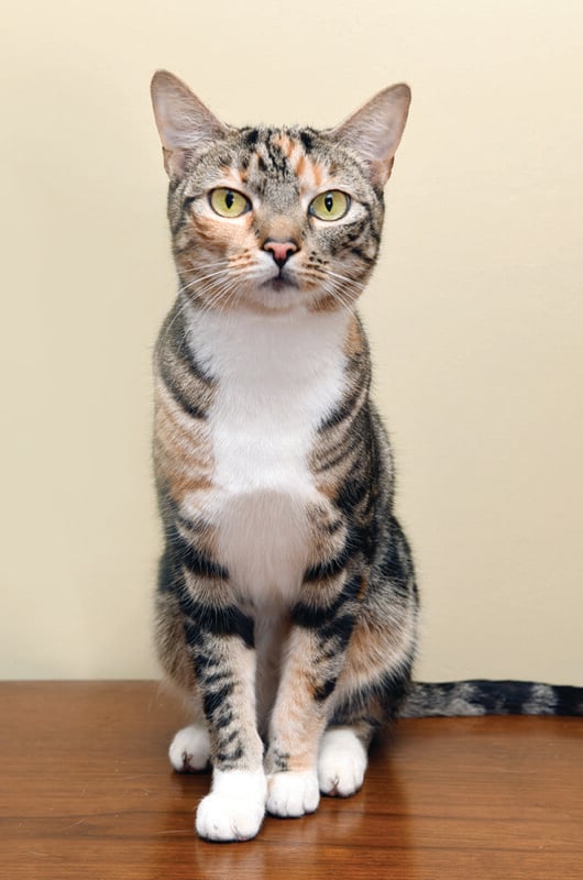 A sitting tabby cat with bright yellow-green eyes, a mix of black, brown, and orange fur, and white paws and chest, against a neutral background.