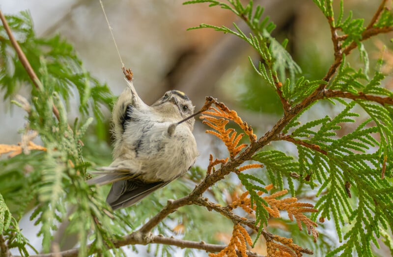 A small bird clings to a tree branch using its beak and feet. The branch has green and orange leaves, with a blurred natural background.