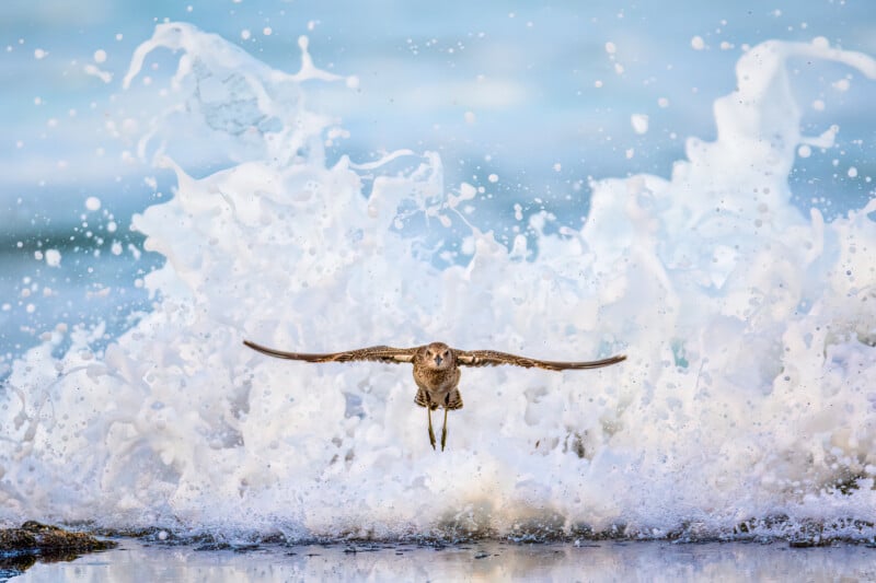 A bird with outstretched wings flies low over the water, in front of a large, dramatic wave crashing in the background. The scene captures motion and energy, with a clear blue sky and ocean in the backdrop.