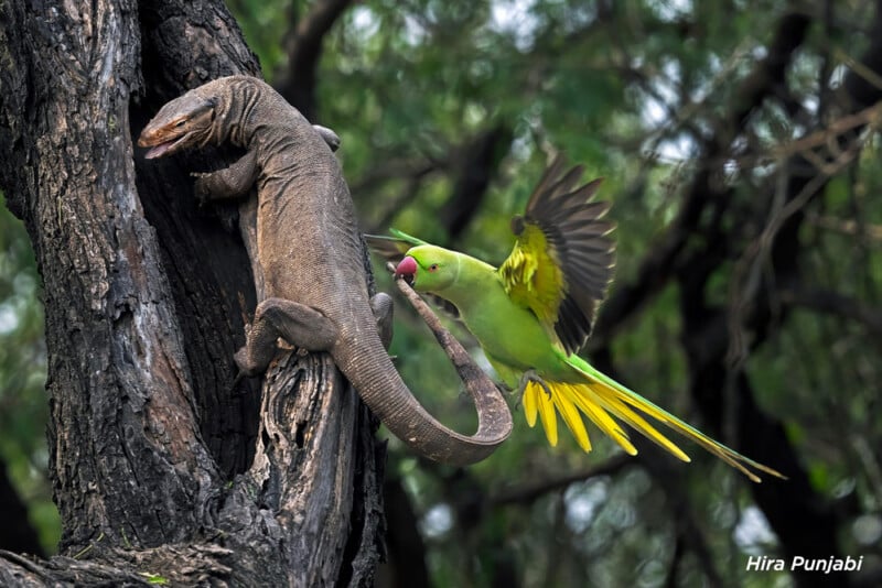 A vibrant green parrot with yellow tail feathers appears to attack a large lizard on a tree trunk. The lizard clings to the bark, while the parrot, mid-flight, seems to confront it with an outstretched beak. Dense greenery surrounds them.