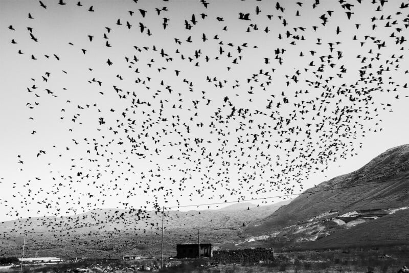 A vast flock of birds fills the sky, flying over a rugged landscape with a small building and a mountain in the background. The image is in black and white, underscoring the dynamic motion of the birds against the tranquil scenery.