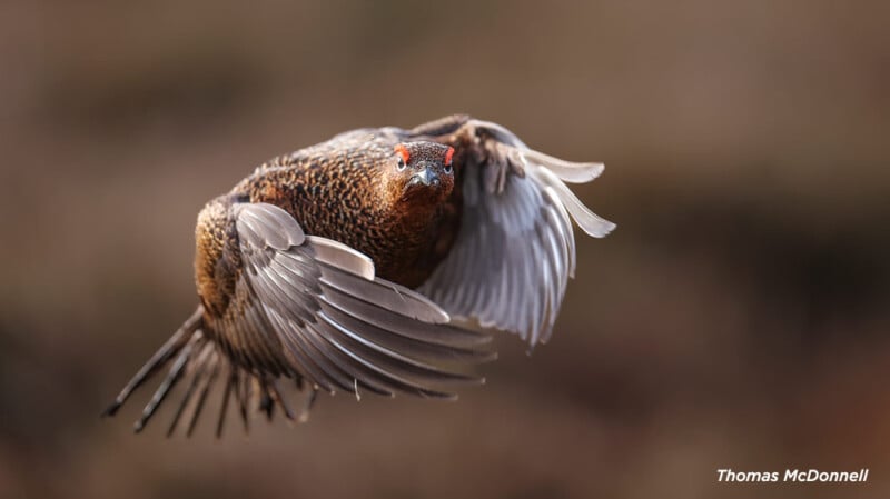 A close-up of a red grouse in mid-flight with wings spread wide. The background is a soft blur, emphasizing the bird's detailed plumage and bright red eye combs.