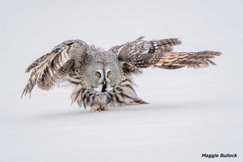 A great gray owl with striking yellow eyes and mottled gray and white feathers spreads its wings widely while perched on snow. It gazes intently, creating an impression of readiness and focus in a wintry landscape.