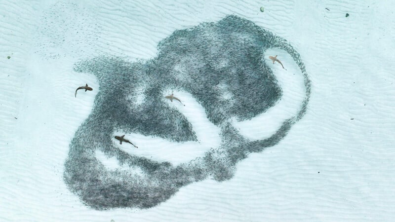 Aerial view of three sharks swimming in shallow, clear water. They are surrounded by a large school of fish that forms swirling patterns around them, creating striking contrasts against the sandy ocean floor.