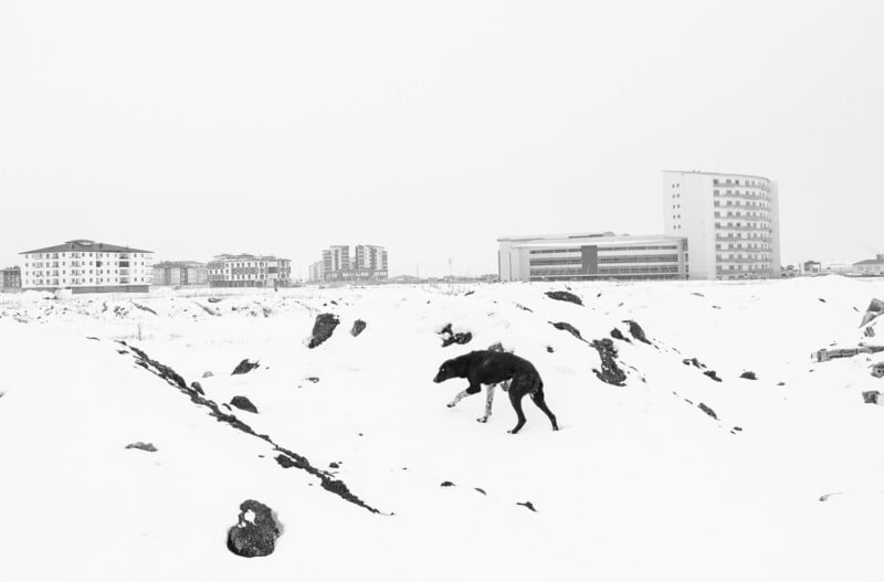 A black dog walking on a snowy landscape, with modern buildings in the distant background under a cloudy sky.