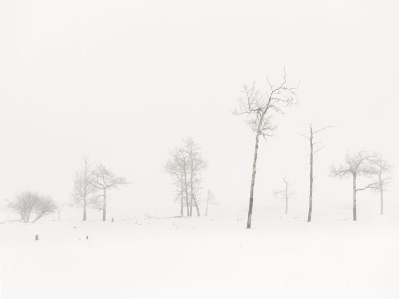 A snowy landscape featuring several bare trees scattered across a vast, white field. The misty atmosphere creates a serene, minimalist scene, with soft, diffused light and pale sky blending with the snow-covered ground.