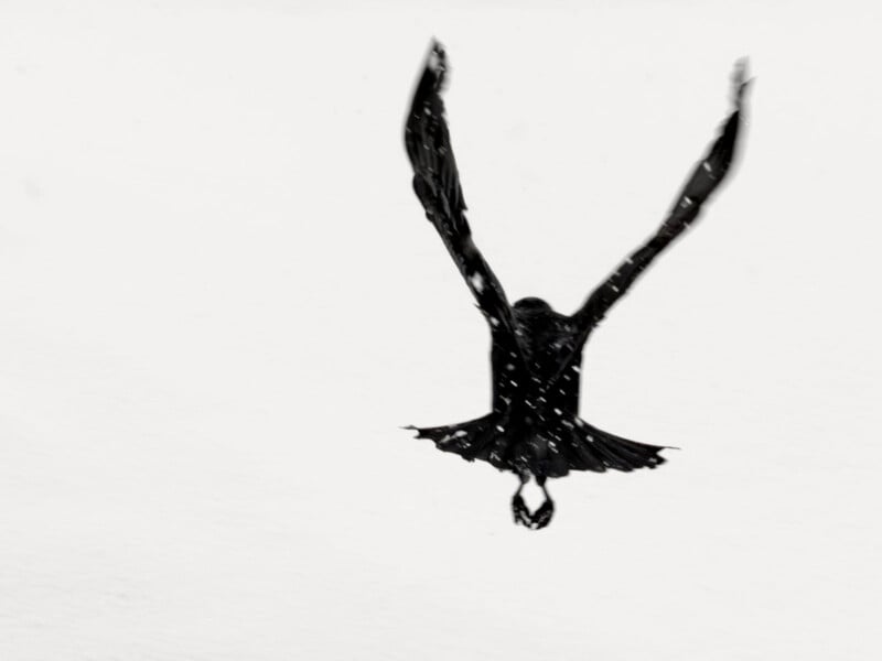 Silhouette of a bird in flight against a white sky, wings fully outstretched, with faint snowflakes falling around.