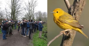 A group of people with cameras and binoculars is gathered on a path, birdwatching. On the right, a close-up of a yellow bird perched on a branch.