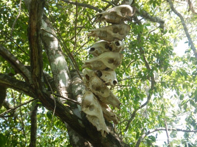 A series of animal skulls stacked vertically on a tree branch, surrounded by lush green foliage under bright sunlight.