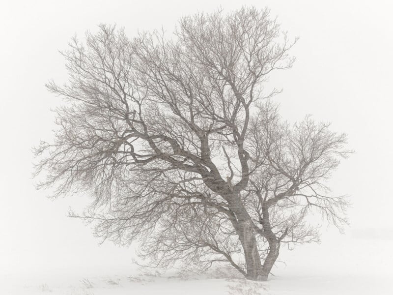 A solitary, leafless tree stands in a snowy landscape. Its bare branches spread widely against a pale, foggy sky, creating a stark and serene winter scene.