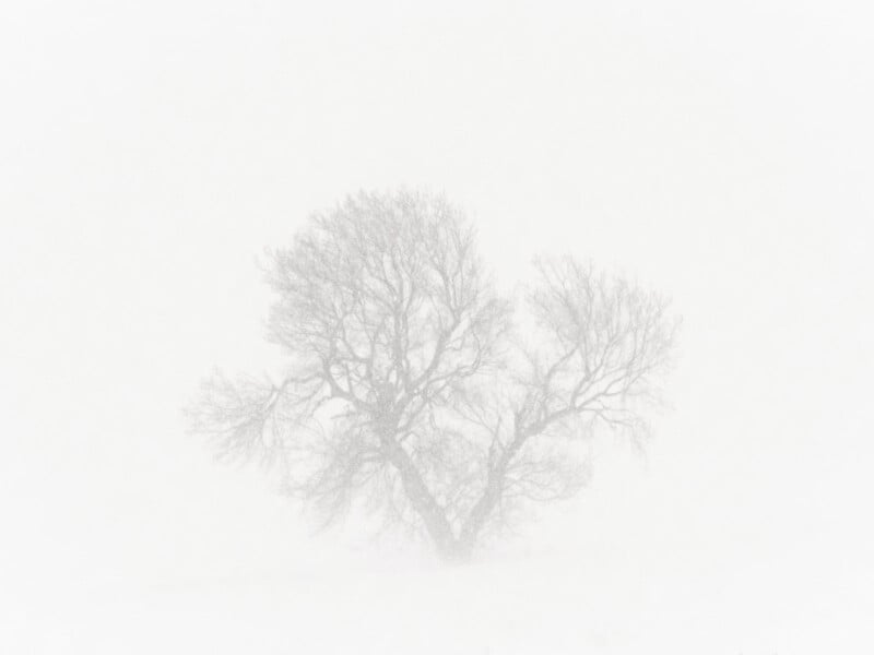 A leafless tree stands alone in a foggy, snow-covered landscape. The branches are bare and barely visible through the dense white mist, creating a serene and minimalistic winter scene.