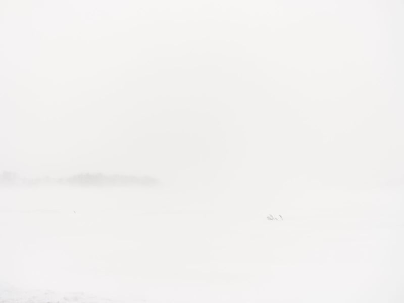 A snowy landscape with minimal visibility, featuring a barren tree partially visible in the foreground. The distant background is obscured by a thick blanket of snow, creating a serene and subdued winter scene.