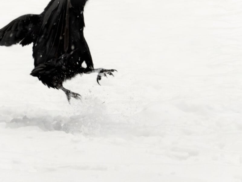 A black bird, possibly a raven, is captured mid-motion against a snowy background. Its wings are spread, and claws are visible as it appears to be landing or taking off, with snow scattering around its feet.