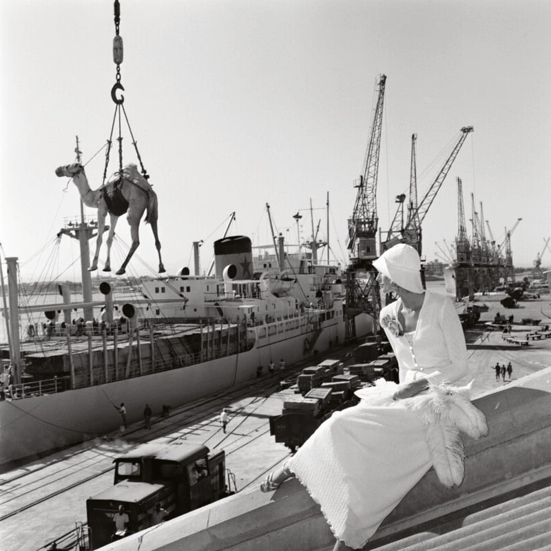 A person in white attire with a turban sits on a ledge at a busy port, observing a camel being lifted by a crane onto a ship. Several cranes and cargo ships are visible in the background under a clear sky.