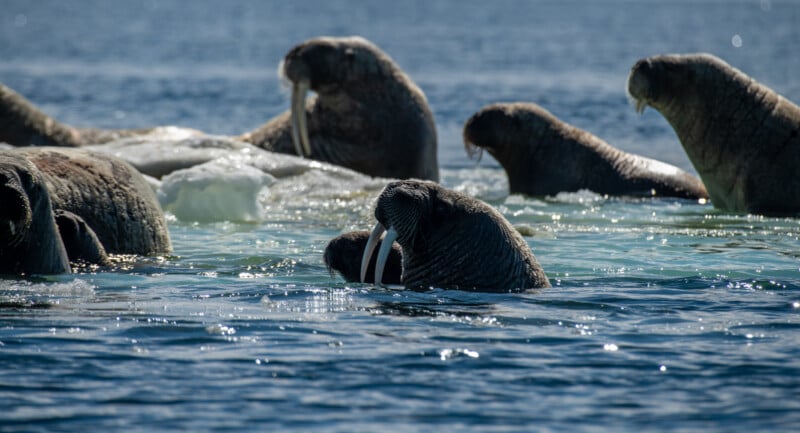 A group of walruses swimming and lounging in the Arctic waters, with their tusks prominently visible. The walruses are partially submerged, and the calm blue water reflects the clear sky above. Ice floats in the background.