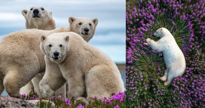 Three polar bears stand among purple flowers on the left side of the image. On the right, a polar bear cub lies peacefully among the same flowers.