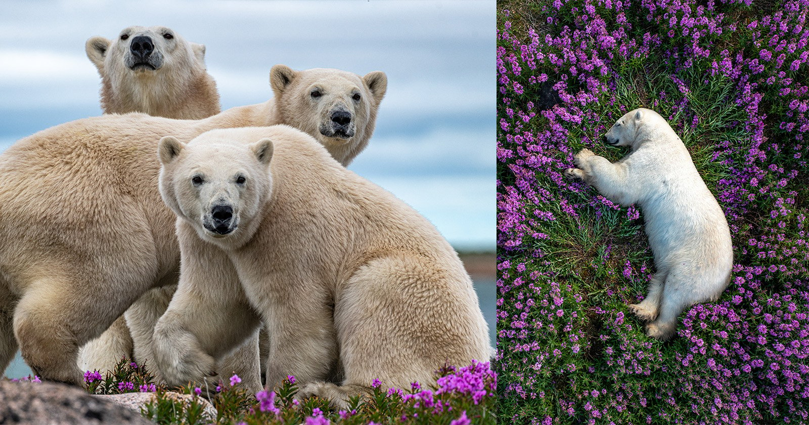 How the Wildlife Photographer of the Year Documents Animals in the Arctic