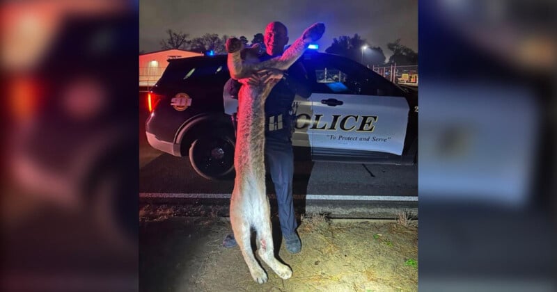 A person holding a large, lifeless cougar in front of a police car with flashing lights at night. The police vehicle is parked on a road with a blurred building and trees in the background.