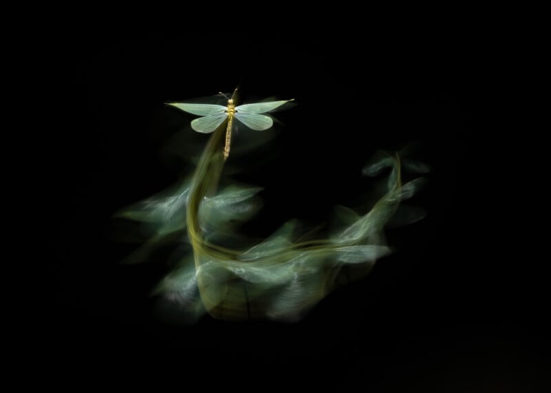 A dragonfly captured mid-flight against a dark background, with its wings creating a dynamic swirling pattern of light trails, giving the illusion of movement and grace.