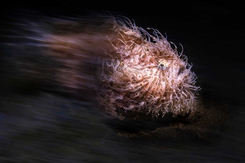 A hairy frogfish swims underwater, its textured body camouflaged against the dark background. Its unique, wispy appendages are visible as it moves, creating a sense of motion in the dimly lit aquatic environment.