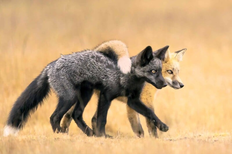 Two foxes walk together through yellow grass, one with dark fur and the other with light fur. They appear close, with their heads together, creating a striking contrast in color.