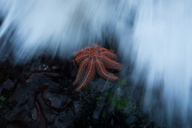 A vibrant orange starfish with black speckles sits on a rocky surface, partially submerged as a wave flows over it, creating a dynamic scene of ocean movement and marine life.